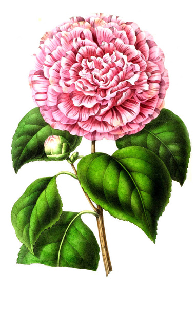 Illustration of palnt. Annales de la Societe royale d'agriculture et de botanique de Gand - Fotoğraf, Görsel
