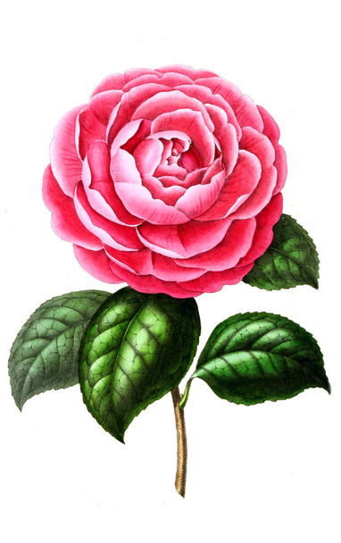Illustration of palnt. Annales de la Societe royale d'agriculture et de botanique de Gand - Foto, Imagem
