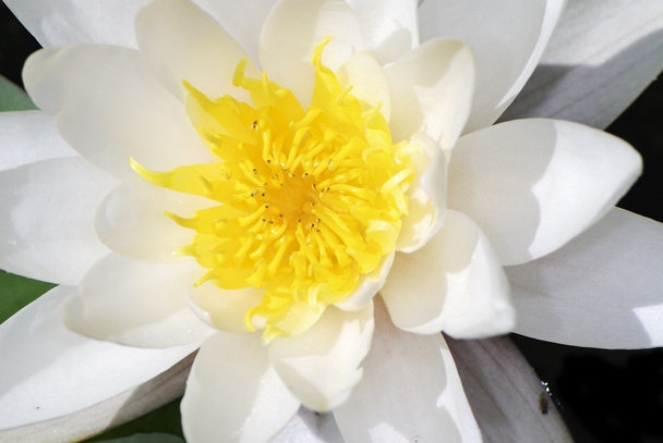 Lotus symetrie - Fotografie, Obrázek