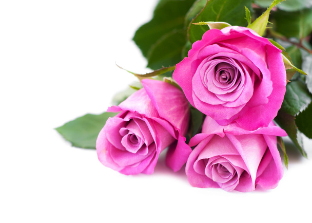 Pink roses on white - Fotó, kép