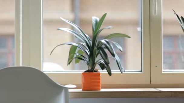 pianta d'appartamento in vaso arancione - Filmati, video