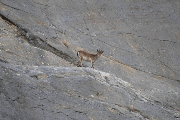 chèvre sauvage de montagne dans un terrain rocheux
 - Photo, image