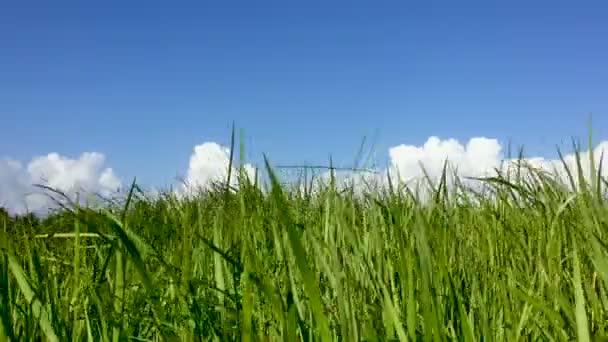 Nízký úhel vysoké trávy vlající ve větru a jasné modré nebe s bílé mraky - Záběry, video