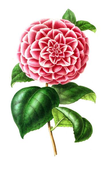 Ілюстрація підпаленої. Annales de la Societe royale d'Agriculale et de botanique de Gand - Фото, зображення