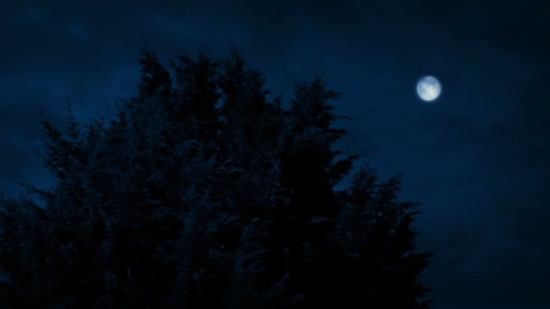 Árbol de pino espeso en brisa por la noche
 - Metraje, vídeo