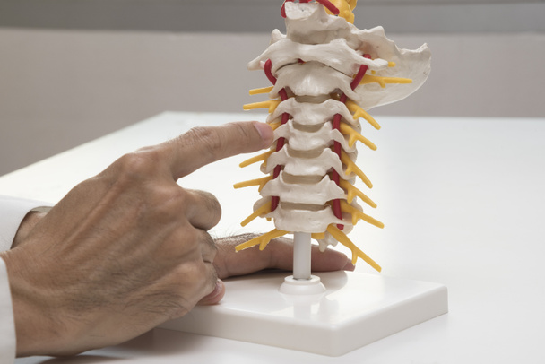 Doctor demonstrating cervical spine model anatomy - Photo, Image