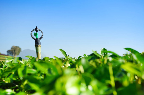 Aspersor en plantación de té fondo cielo azul
 - Foto, Imagen