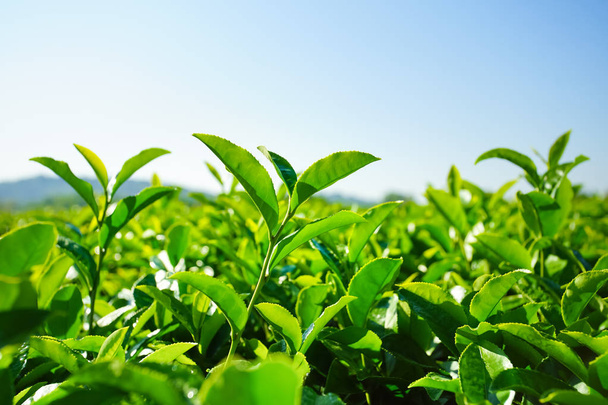 Paesaggio di piantagione di tè, Campo verde
 - Foto, immagini
