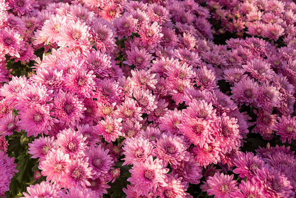 Красивые фиолетовые мамы или хризантемы
. - Фото, изображение
