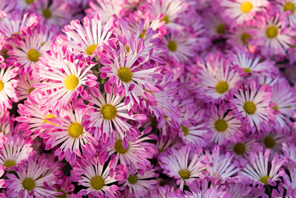 Belles mamans violettes ou chrysanthèmes
. - Photo, image