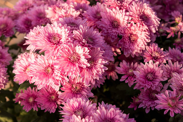Красивые фиолетовые мамы или хризантемы
. - Фото, изображение