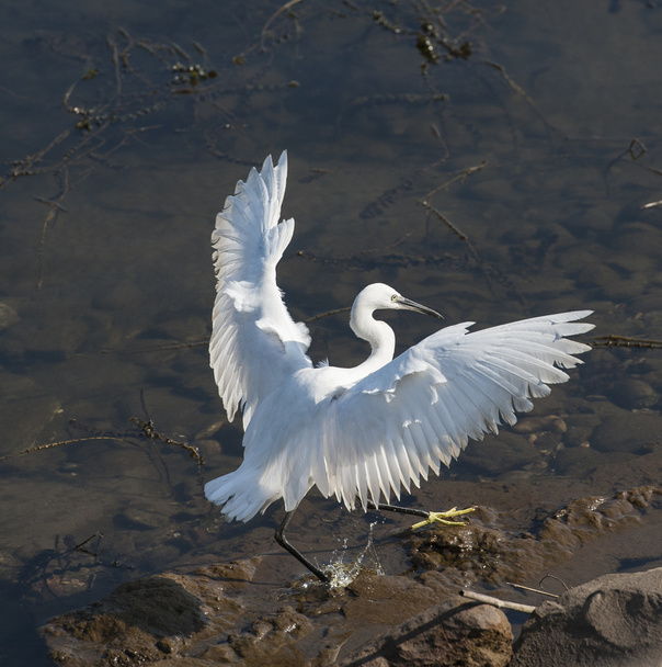 Little egret stood in shallow water - Fotó, kép
