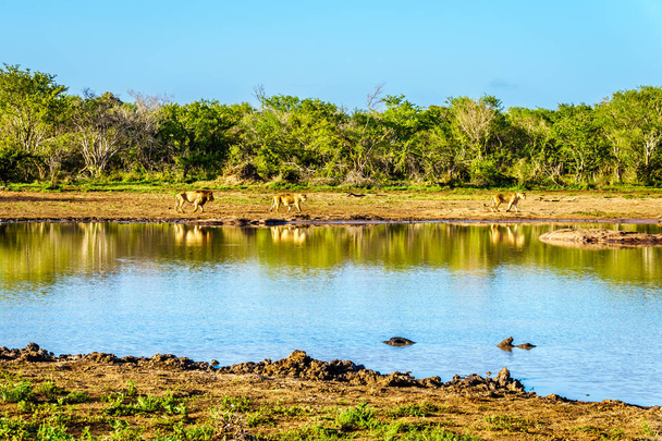 Jednego samca i dwie lwice picia o wschodzie słońca w Nkaya Pan wodopoju w RPA w Parku Krugera - Zdjęcie, obraz