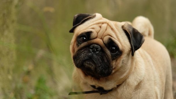 A small dog pug Konfuciy looking into the camera. - Photo, Image