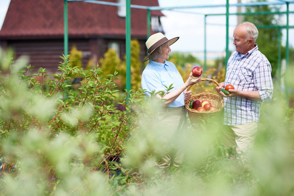 Boldog idősebb pár gazdaság gyümölcskosár, a kert és a bemutató friss termés, másol hely portréja - Fotó, kép