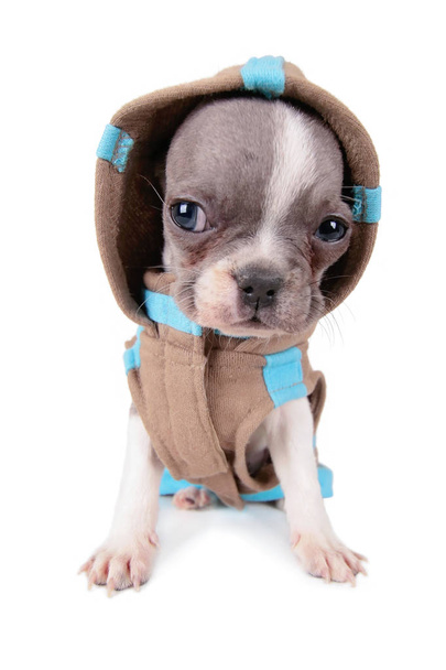 fotografie roztomilé Francouzský buldoček štěně ve studiu bundu hoodie střílel na izolované bílém pozadí  - Fotografie, Obrázek