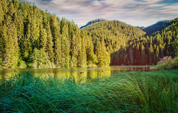 Landscape lake.The lake in the forest. High-rise forest lake. water in a forest lake with pine trees. - Photo, Image