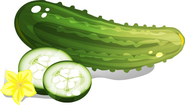 Cucumber - Vector, Image