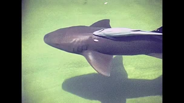 Miami Beach tubarão limão
 - Filmagem, Vídeo