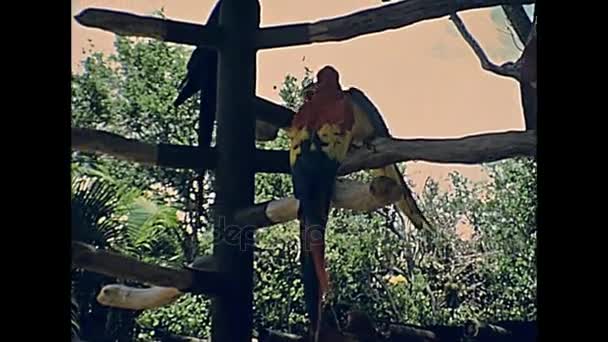 Miami papagaio arara escarlate
 - Filmagem, Vídeo