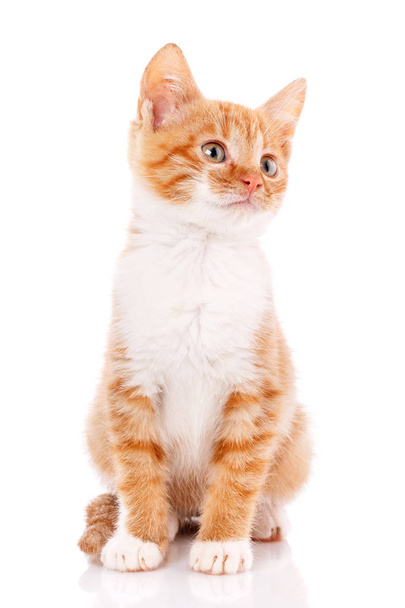 Red kitten isolated on whit - Photo, Image