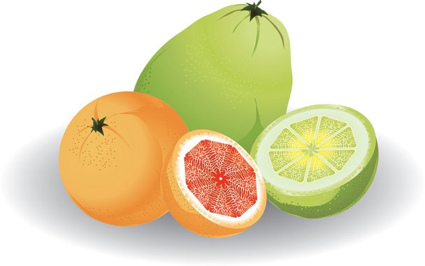 Grapefruit & pomelo - Vector, Image