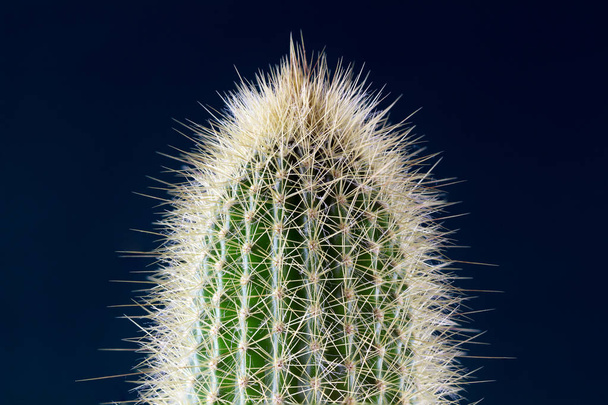 Spiny Cactus close-up for background or wallpape - Φωτογραφία, εικόνα