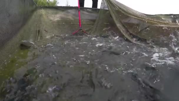 魚ファーム ポンドのレインボー ・ トラウト - 映像、動画