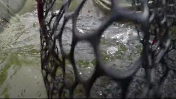 Αλιευτικό δίχτυ με ιριδίζουσα πέστροφα λίμνης - Πλάνα, βίντεο