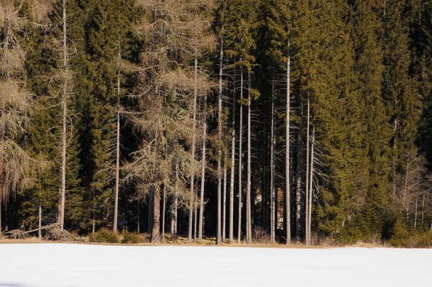 Forest in winter season, near Sesto Pusteria in the italian Dolomites. Northern Italy. - Photo, Image