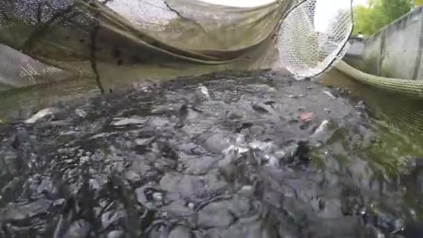 Szivárványos pisztráng fogása a keltető font szilíciummal nettó - Felvétel, videó