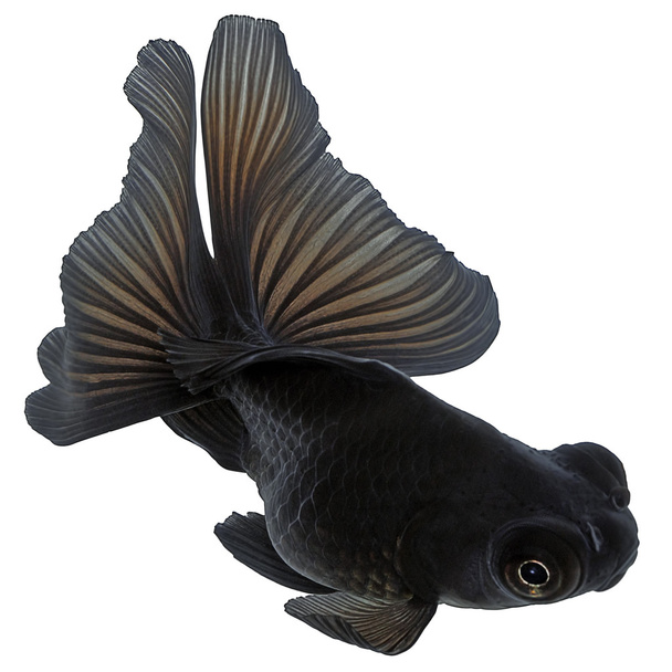 Schwarzer Goldfisch auf Weiß ohne Schatten - Foto, Bild