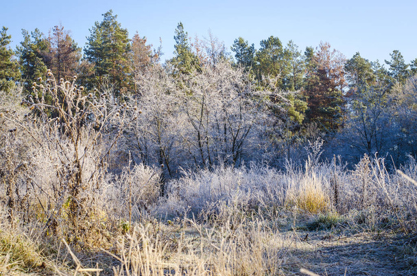 Sabahın erken saatlerinde kış manzarası - Fotoğraf, Görsel