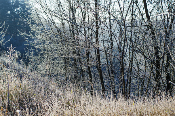 talvi maisema varhain aamulla
 - Valokuva, kuva