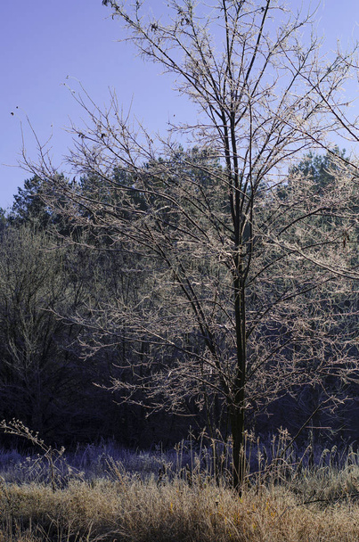 Winterlandschaft am frühen Morgen - Foto, Bild