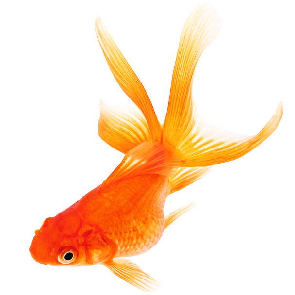 Goldfish on White Background - Photo, Image