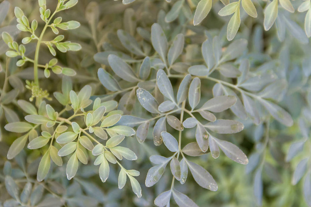 Liście roślin leczniczych Ruta graveolens z nieostre tło - Zdjęcie, obraz