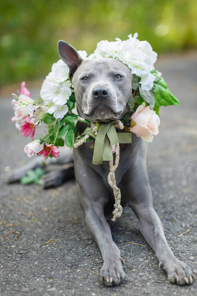 perro tailandés ridgeback en corona de flores
 - Foto, Imagen