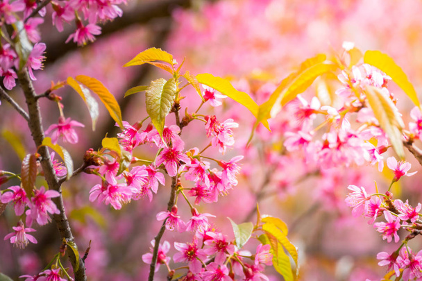 Sakura bloemen bloeiende bloesem in Chiang Mai, Thailand - Foto, afbeelding
