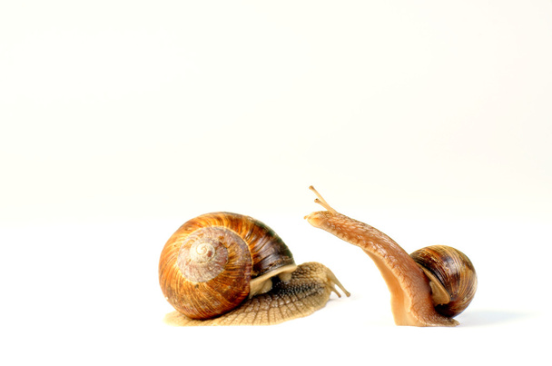 garden snails racing - Foto, afbeelding