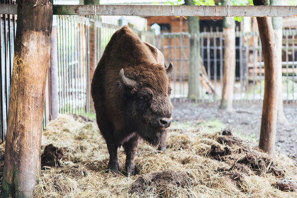 Zubr or European bison - 写真・画像