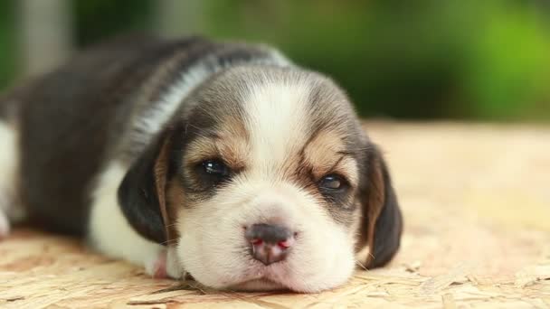 2 weeks pure breed beagle Puppy is looking on natural green background - Footage, Video