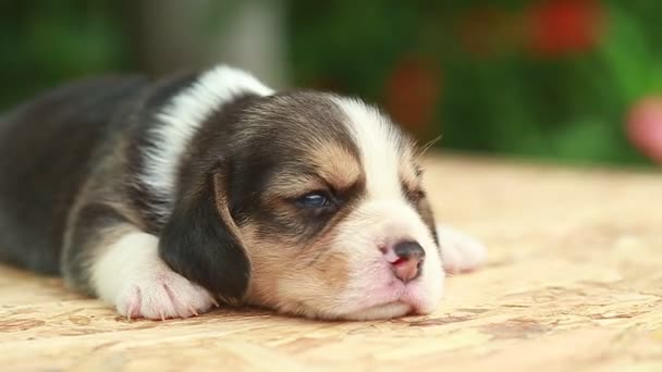 2 hafta saf ırk beagle köpek yavrusu doğal yeşil arka plan üzerinde arıyor - Video, Çekim
