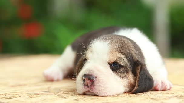 2 settimane pura razza beagle cucciolo sta guardando su sfondo verde naturale
 - Filmati, video
