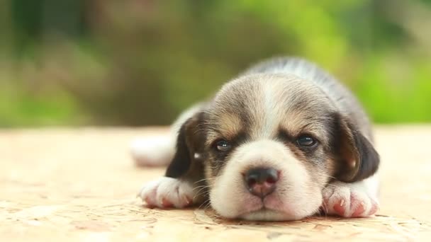 2 hafta saf ırk beagle köpek yavrusu doğal yeşil arka plan üzerinde arıyor - Video, Çekim