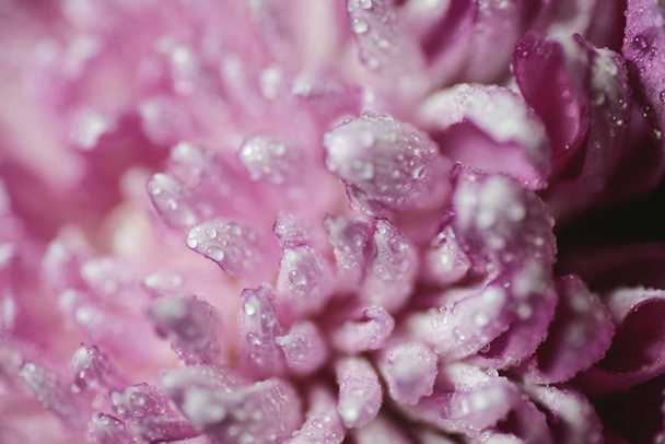 Water drop on pink petals. Macro shot with shallow depth of field. - Photo, image