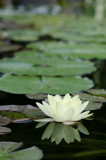 Water lily - Fotoğraf, Görsel
