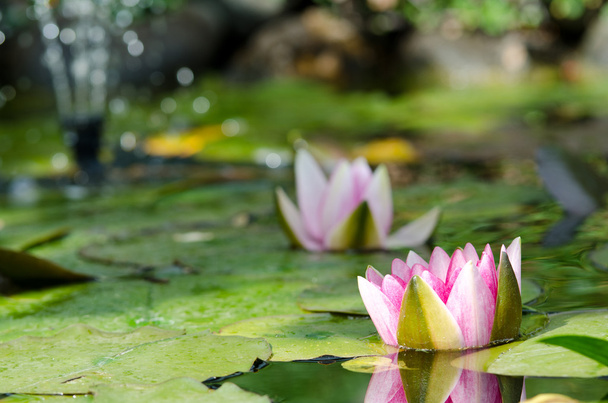 Water lily - Photo, Image