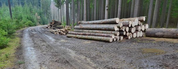 hout klaar voor transport, regio Zuid-Bohemen - Foto, afbeelding