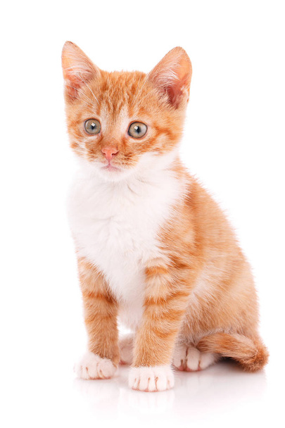 Yakın çekim portre izole kırmızı kedi yavrusu - Fotoğraf, Görsel